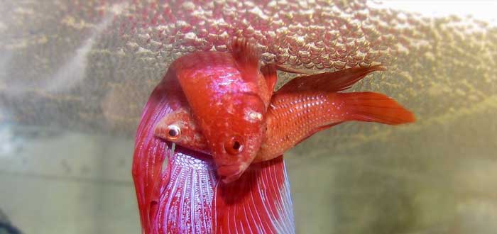 peces más raros del mundo 