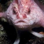 20 Peces Raros del Mundo | Especies que te asombrarán