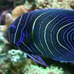 20 Peces Raros del Mundo | Especies que te asombrarán