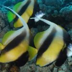 20 Peces Raros del Mundo | Especies que te asombrarán