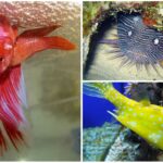 20 Peces Raros del Mundo | Especies que te asombrarán