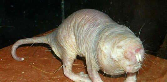 Rata Topo | Curiosidades sobre el animal que no envejece