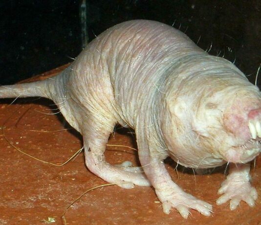 Rata Topo | Curiosidades sobre el animal que no envejece