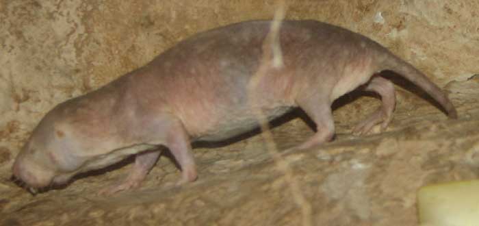 Rata Topo | Curiosidades sobre el animal que no envejece