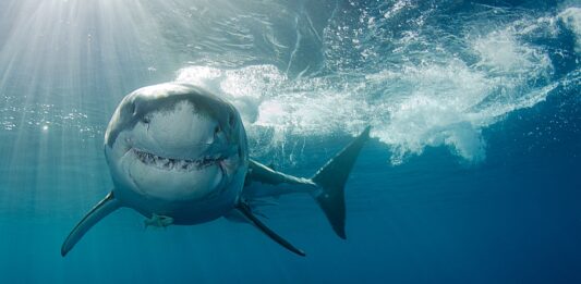 animales con superpoderes