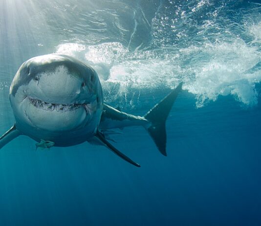 animales con superpoderes