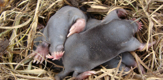 Topo nariz de estrella