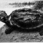 Tortuga Matamata