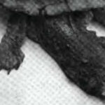 Tortuga Matamata blanco y negro