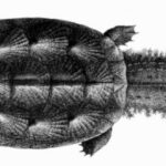 Tortuga Matamata cabeza