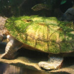 Tortuga Matamata pecera
