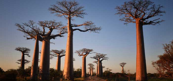 Árboles Raros | Los Árboles más raros del Mundo. ¡Descúbrelos!