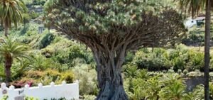 Árboles Raros | Los Árboles más raros del Mundo. ¡Descúbrelos!