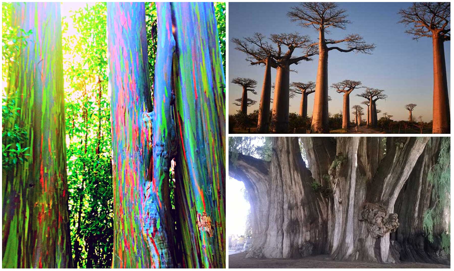 Details 100 los árboles más raros del mundo