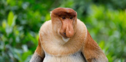 Conoce al mono narigudo