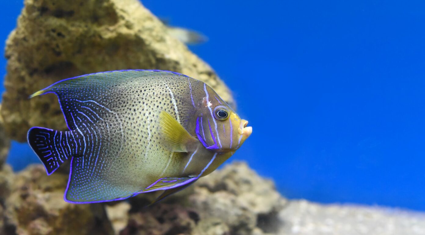 peces más raros del mundo Archives - Supercurioso