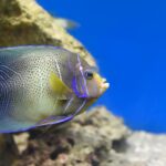 pomacanthus-semicirculatus-the-semicircled-angelfish-underwater-picture-id1412569962