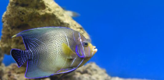 Los 20 peces más raros del mundo | Extraños y curiosos