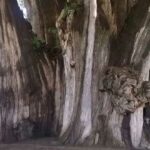 Árboles Raros | Los Árboles más raros del Mundo. ¡Descúbrelos!