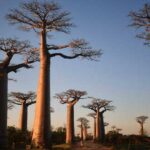 Árboles Raros | Los Árboles más raros del Mundo. ¡Descúbrelos!
