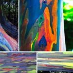 Árboles Raros | Los Árboles más raros del Mundo. ¡Descúbrelos!
