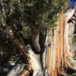 Árboles Raros | Los Árboles más raros del Mundo. ¡Descúbrelos!