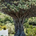 Árboles Raros | Los Árboles más raros del Mundo. ¡Descúbrelos!