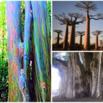 Árboles Raros | Los Árboles más raros del Mundo. ¡Descúbrelos!