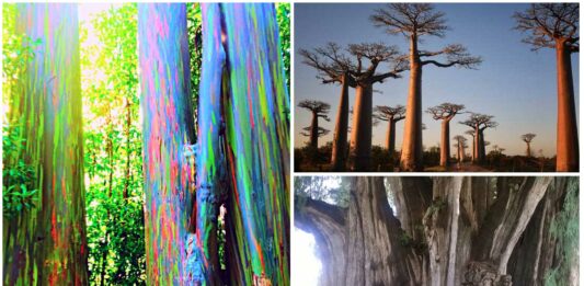 Árboles Raros | Los Árboles más raros del Mundo. ¡Descúbrelos! Árboles Raros | Los Árboles más raros del Mundo. ¡Descúbrelos!