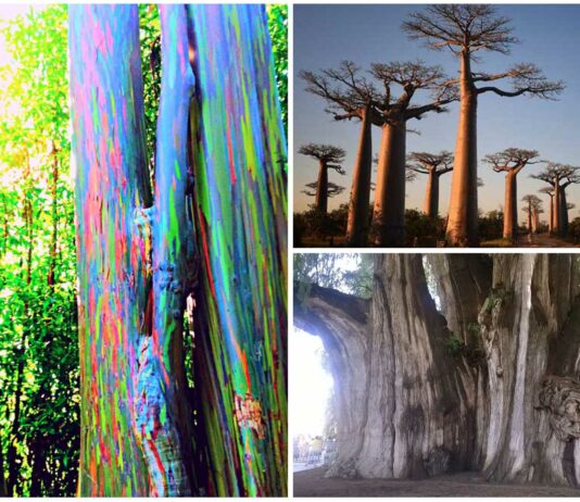 Árboles Raros | Los Árboles más raros del Mundo. ¡Descúbrelos!