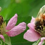 20 Curiosidades de las Abejas súper interesantes | ¡Te sorprenderán!