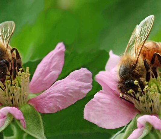 20 Datos curiosos de las abejas que te sorprenderán