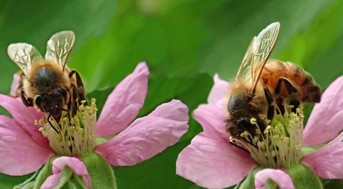 20 Datos curiosos de las abejas que te sorprenderán
