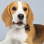 10 Razas de Perros Bonitos del Mundo | Beagle