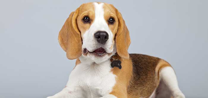 10 Razas de Perros Bonitos del Mundo | Beagle
