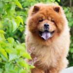 10 Razas de Perros Bonitos del Mundo | Chow chow