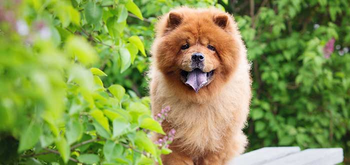 10 Razas de Perros Bonitos del Mundo | Chow chow