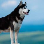 Razas de Perros Bonitos del Mundo | Husky Siberiano