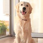 Razas de Perros Bonitos del Mundo | Labrador Retriever