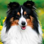 Las 10 Razas de Perros más Inteligentes | Pastor de Shetland
