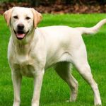 Las 10 Razas de Perros más Inteligentes | Labrador Retriever