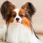 Las 10 Razas de Perros más Inteligentes | Papillon