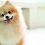 10 Razas de Perros Bonitos del Mundo | Pomerania