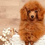 10 Razas de Perros Bonitos del Mundo | Poodle