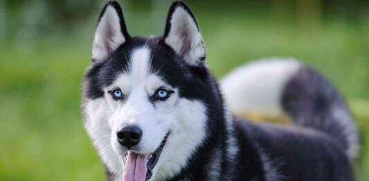 10 Razas de Perros Bonitos del Mundo | Te enamorarán 10 Razas de Perros Bonitos del Mundo | Te enamorarán