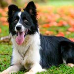 Las 10 Razas de Perros más Inteligentes | Border Collie