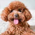 Las 10 Razas de Perros más Inteligentes | Caniche