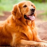 Las 10 Razas de Perros más Inteligentes | Golden Retriever