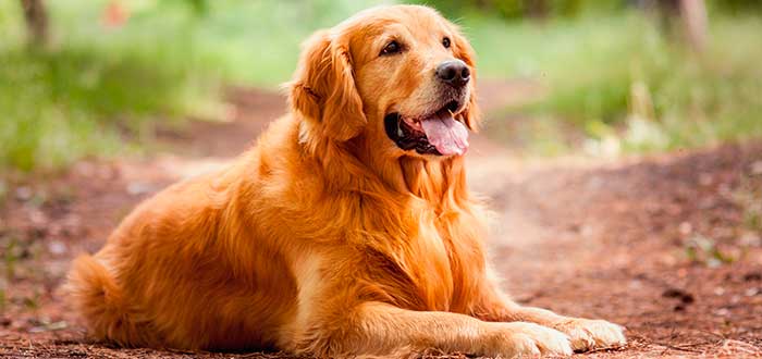 Las 10 Razas de Perros más Inteligentes | Golden Retriever