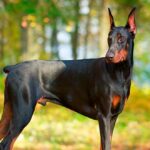 Las 10 Razas de Perros más Inteligentes | Doberman Pinscher